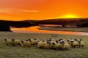 Blackie tup lambs at sunrise