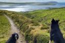 Collies on the corner. On Rousay, Orkney. The calm before the storm