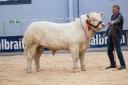 Harestone Tyrone  from the Barclays sold for 22,000gns   Ref:RH190224126  Rob Haining / The Scottish Farmer...