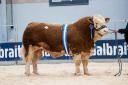 Sale leader Denizes Nugget from the Barlow family  sold for 37,000gns  Ref:RH190224073  Rob Haining / The Scottish Farmer...