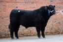 Barquhill Thor from the McCornick family sold for 13,000gns  Ref:RH160224077  Rob Haining / The Scottish Farmer...