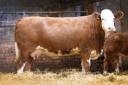 Broombrae Rosina K16 and her heifer calf sold for 5800gns   (Photograph: Catherine MacGregor)