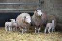 Ewes and lambs MSD FlockCheck