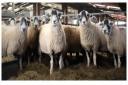 Swale ewes from Patrick and Kirsty Sowerby sold to £6000