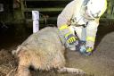 Firefighters providing oxygen to sheep after barn fire near Lancaster