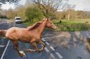Horses brought Station Road to a standstill