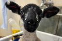 Vet student's bidet treatment soothes lamb at Springfield Pedigree Livestock