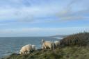 Cliffside sheep captured near Killantringan Lighthouse