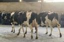 More than 130 dairy enthusiasts were forward for the Lanarkshire Holstein Club's annual stockjudging at Grangehall