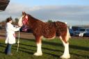Clydesdale overall champion from Charlotte Young