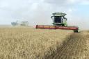 The stoor flies behind the combine's straw choppers in a very dry crop of winter barley in western Ukraine