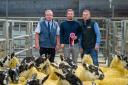 Champion pen of Scotch Mule gimmers from Park, Shawhead, made £180 per head and are pictured with, from left, Bill Brown from sponsor Macmin, Andrew Hiddleston and the judge, Neil Shuttleworth