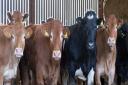 Some of the store cattle in the shed