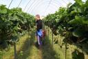 Migrant workers are the lifeblood of Scottish horticulture
