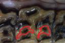 Image of surface of an upper cheek tooth with the infundibulum highlighted with a red marker