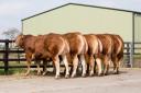 Line up of bums from left: Oz, Orlando, Ohio, Oklahoma and Navana with all the bulls bar Oz destined for the Carlisle Sale  Ref:EC150419456...