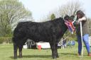The commercial cattle champion was Suzie Dunn's Limousin cross, Haggis Bomb