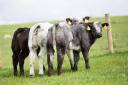 Group of bull calves all off Sandyvale Jagerbomb  Ref:EC040619877...