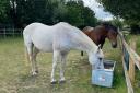 Nutrition experts share advice on how to help your horse beat the heat