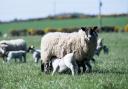 Lambing is a popular way for new people to work in farming Ref:RH210423236  Rob Haining / The Scottish Farmer