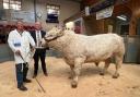 Champion was this charolais bull from Messrs Mckenzie Wester Craiglands, which sold for £6500