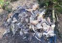 A pile of dead wildlife
