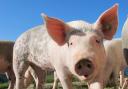 The National Pig Association is seeking Government action to avert a pig sector labour crisis