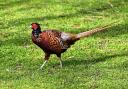 Pheasant is the most popular game bird and is the best place to start if you’ve never tried game before