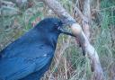 A new online course on corvid control is available to game and wildlife managers