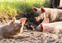 Heat stress can have a significant impact on all ages of pigs.
