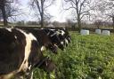 Increased use of home-grown forages can help to reduce emissions on dairy farms which ultimately could lead to an improved milk contract