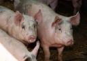 Pig producers in the EU are still at risk of African Swine Fever