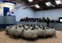 NORTHERN IRISH buyers are regulars at Scottish sheep sales