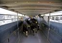 Cattle being transported on the boat via the 'cassette' system works really well for the long ferry journey