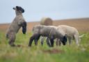 Biosecurity and disease management are 'essential drivers' of economic sheep farming