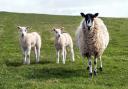 Police appeal after five lambs killed in yet another suspected dog attack