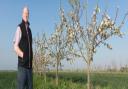 Farmer Stephen Briggs stands beside his apple-arable agroforestry system