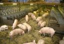Reports of over 16,000 pigs have been culled on farm and wasted, due to ongoing butcher shortages in the pork sector