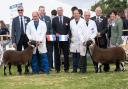 At the last open Blackface show at the Royal Highland – the Blackie champion and reserve surrounded by breed officials, sponsors, stewards and the judge, both the champion and reserve were from Milnmark. The judge was Sam McClymont