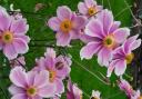 Late summer cheer with Japanese anemones