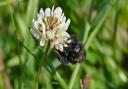 Legumes such as field beans and clover can help mitigate pollinator declines