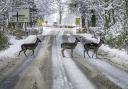 YOUNG FALLOW bucks take their time crossing the road near Meikleour back in February of this year (Pic: Ron Stephen)