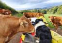 CURIOUS CATTLE and Mick the collie