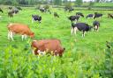 PASTURE optimisation is the name of the game
