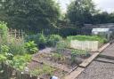 The tidy allotments kept by members of the Falkland Gardening Group