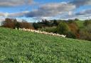 Ewes were mated on swards containing red clover