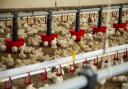Input costs for poultry producers have been reduced significantly