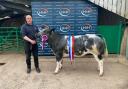 The pre-sale champion from Phillip Brass went on to top the sale at £3000