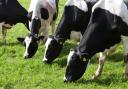 Cows need to be protected from parasites at grass this summer and flies are a particular problem this year