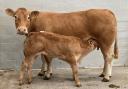 Winnington Lupine and her bull calf topped the sale at 10,000gns